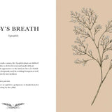 Illustrated Floriography Guide