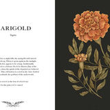 Illustrated Floriography Guide