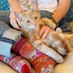 Person sitting on a couch wearing colorful socks with a cat on their lap.