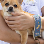 Small dog being held by a person wearing a white t-shirt with a sun design.